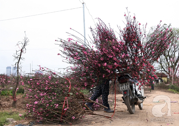 Đào nhật tân